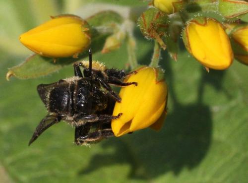 Macropis europaea